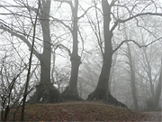 Lindes Nijmegen