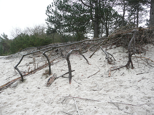 Boom met blootliggende wortels Schoorl